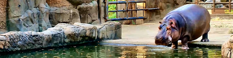 San Antonio Zoo | Africa Live! Exhibit | Dispute Resolution | Schedule Delay Analysis| Quantification of Damages | Request for Equitable
